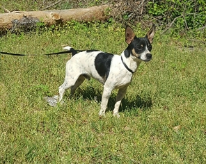 Rat Terrier Dogs for adoption in Social Circle, GA, USA