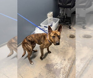 Holland Shepherd-Unknown Mix Dogs for adoption in Tallahassee, FL, USA