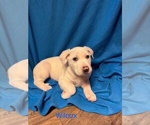 Labrador Retriever-Retriever Mix Dogs for adoption in Duluth, MN, USA