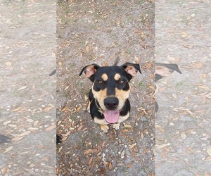 Mutt Dogs for adoption in Oakhurst, NJ, USA