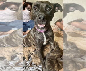 American Pit Bull Terrier-Unknown Mix Dogs for adoption in Brewster, NY, USA