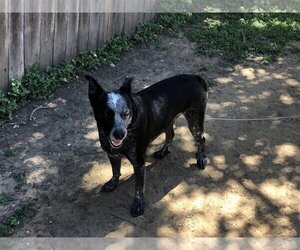 Mutt Dogs for adoption in Thorndale, TX, USA