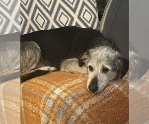 Beagle-Unknown Mix Dogs for adoption in Walnutport, PA, USA