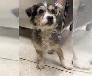 Mutt Dogs for adoption in Riverside, CA, USA