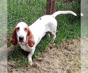 Basset Hound Dogs for adoption in Deepwater, NJ, USA