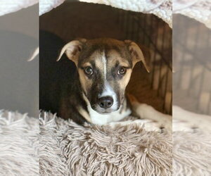 Jack Russell Terrier Dogs for adoption in San Diego, CA, USA