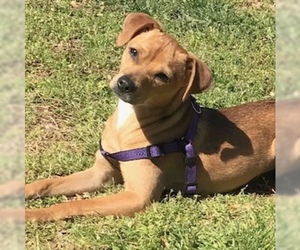 Rat-Cha Dogs for adoption in Brownsboro, AL, USA