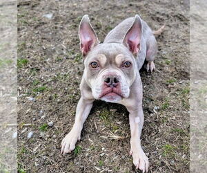 American Bulldog-Unknown Mix Dogs for adoption in Brights Grove, Ontario, Canada