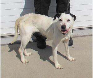 American Pit Bull Terrier-Unknown Mix Dogs for adoption in Louisville, KY, USA