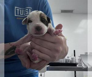 Mutt Dogs for adoption in Tulsa, OK, USA