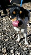 Rat Terrier Dogs for adoption in Hankamer, TX, USA