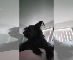 Chihuahua-Unknown Mix Dogs for adoption in Chandler, AZ, USA