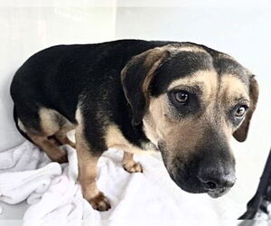 German Shepherd Dog-Unknown Mix Dogs for adoption in Houston, TX, USA