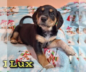 Australian Shepherd-Unknown Mix Dogs for adoption in House Springs, MO, USA