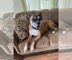Boxer Dogs for adoption in Burnsville, MN, USA