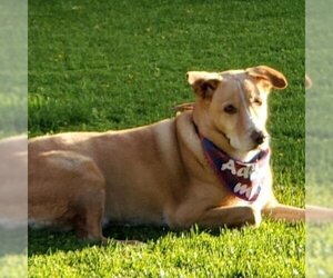 Mutt Dogs for adoption in Phoenix, AZ, USA