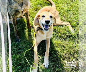 Unknown-Whippet Mix Dogs for adoption in Washington, DC, USA