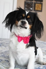 Cavalier King Charles Spaniel Dogs for adoption in Gulfport, MI, USA