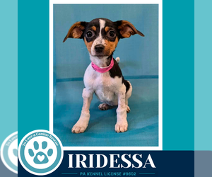 Chiweenie Dogs for adoption in Kimberton, PA, USA