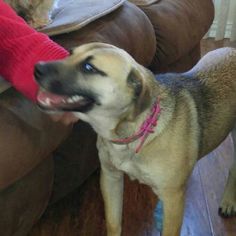 Labrador Retriever-Unknown Mix Dogs for adoption in Forreston, TX, USA