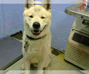 Akita Dogs for adoption in Atlanta, GA, USA