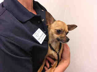 Chihuahua Dogs for adoption in Lawrence, KS, USA
