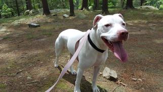American Pit Bull Terrier Dogs for adoption in Dedham, MA, USA