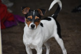 Medium Photo #1 Rat Terrier-Unknown Mix Puppy For Sale in Jarrell, TX, USA