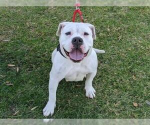 Olde Bulldog Dogs for adoption in San Clemente, CA, USA