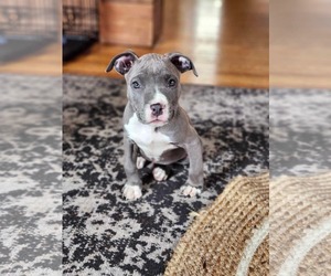 Mutt Dogs for adoption in pomfret, CT, USA