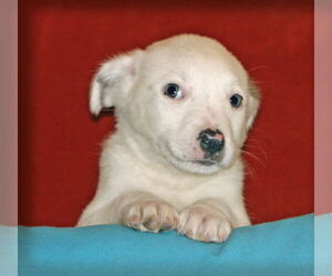 Labrador Retriever-Unknown Mix Dogs for adoption in Rockaway, NJ, USA
