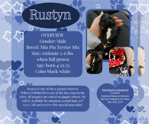 Miniature Pinscher Dogs for adoption in Rancho Cordova, CA, USA