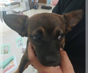 Chihuahua-Unknown Mix Dogs for adoption in Lodi, CA, USA