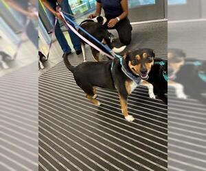 Mutt Dogs for adoption in San Martin, CA, USA