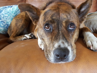 Boxer-Unknown Mix Dogs for adoption in Tampa, FL, USA