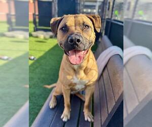 Mutt Dogs for adoption in San Francisco, CA, USA