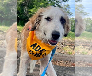 Labrenees Dogs for adoption in Lawrenceville, NJ, USA