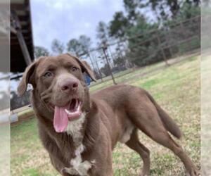 German Shorthaired Lab Dogs for adoption in Grovetown, GA, USA