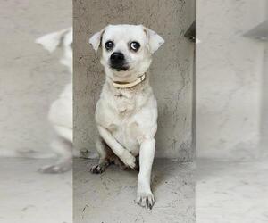 Chihuahua-Unknown Mix Dogs for adoption in San Antonio, TX, USA