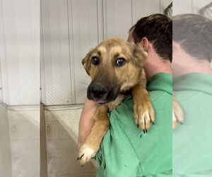 Mutt Dogs for adoption in Linton, IN, USA