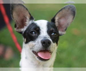 Medium Photo #1 Jack-Rat Terrier Puppy For Sale in Cookeville, TN, USA