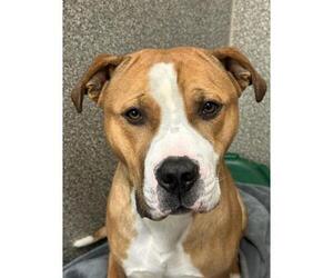 American Pit Bull Terrier-Unknown Mix Dogs for adoption in Santa Rosa, CA, USA
