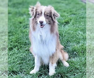 Australian Shepherd Dogs for adoption in Batavia, OH, USA