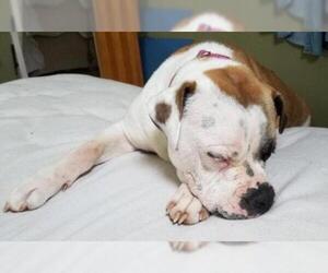 American Bulldog Dogs for adoption in Greenville, SC, USA