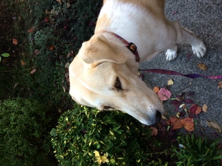 Medium Photo #1 Labrador Retriever-Unknown Mix Puppy For Sale in Bellevue, WA, USA