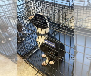 Bullboxer Pit Dogs for adoption in Derwood, MD, USA