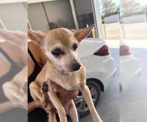 Chihuahua Dogs for adoption in San Martin, CA, USA