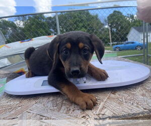 German Shepherd Dog-Treeing Walker Coonhound Mix Dogs for adoption in Bolivar, MO, USA