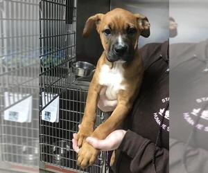 Boxador Dogs for adoption in Albemarle, NC, USA