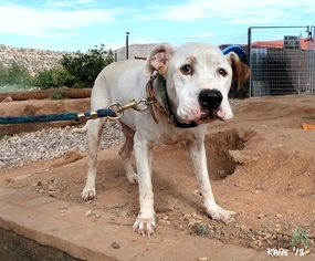 Bullypit Dogs for adoption in Cottonwood, AZ, USA